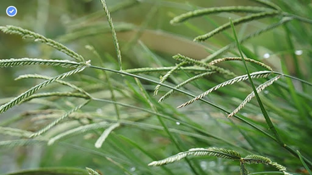 Cỏ mần trầu