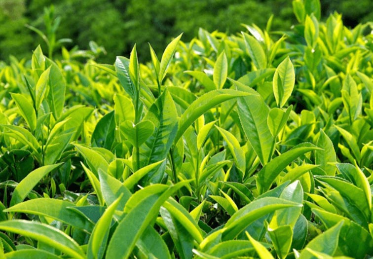 Lá trà xanh tươi